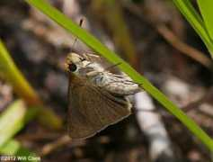 carolinanature.com Nastra