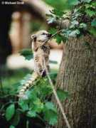 pictures.naturspot.de Nasua