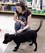 straydog.org Natalea