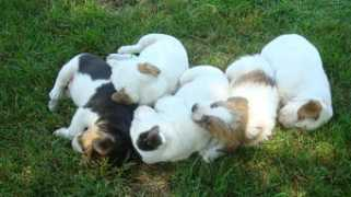 whitegatefarm.com Natalene