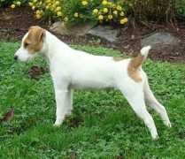 whitegatefarm.com Natalene