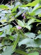 botanic.jp Natama
