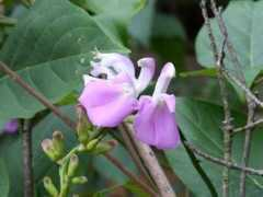 botanic.jp Natama
