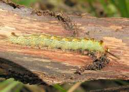 brisbaneinsects.com Nataxa