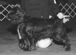 northskykennel.com Natcho