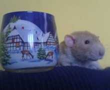 chsmouseville.cz Nathanel