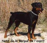 duitsepinscher.nl Natif