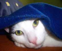 Natik