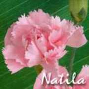 Natila