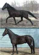 safehavenwalkinghorses.com Natole