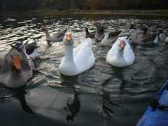 panoramio.com Natoma