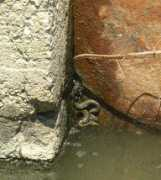 en.balcanica.info Natrix