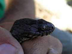 reptarium.cz Natrix