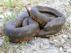 en.balcanica.info Natrix