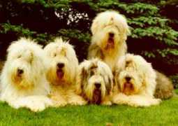 bobtails.de Natschi