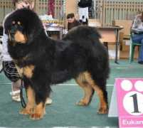 tibet-dog.ru Natsii