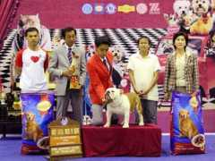 thailanddogshow.com Nattapon
