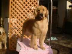 Natthan