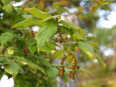 botanic.jp Natuha
