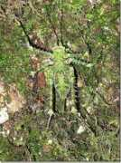 pipocadebits.com Naturais