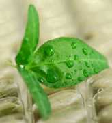 tacomacc.edu Naturopathic