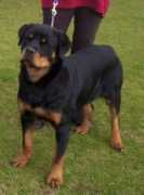 dogzonline.com.au Natuska