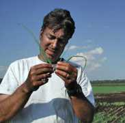 web.entomology.cornell.edu Nault