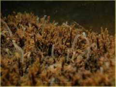 biologie.uni-rostock.de Navalis