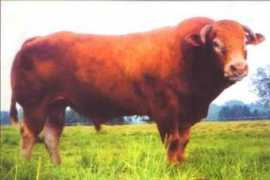 britishcharolais.com Navarin
