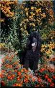 reigatepoodles.com Navereau