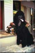 reigatepoodles.com Navereau