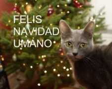 lolgatoz.com Navida