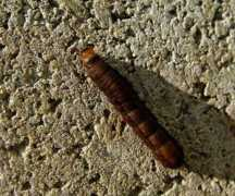 jpmoth.org Nawae