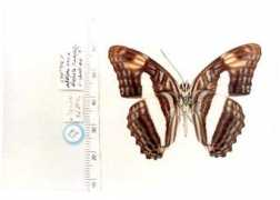 butterfliesofamerica.com Naxia
