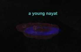 Nayat