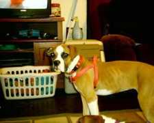 vivapets.com Nayeli