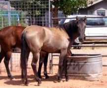 sulphurspringshorseregistry.com Naylene