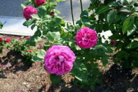 whitebear-rose.jp Nayron