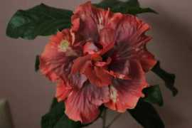photo.qip.ru Nazalia
