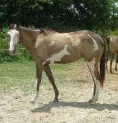 Nazeena