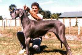monteralgreatdanes.com Nazere
