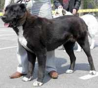security-dog.org Nazifa