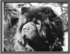 ofzorrosdynastychows.com Nbali