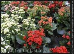 gartendatenbank.de Nchoe