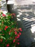 Ndru