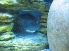 cichlids.com Ndumbi