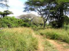 idyllicafrica.co.za Ndumu