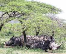 idyllicafrica.co.za Ndumu