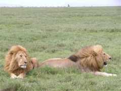 Ndutu