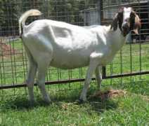 bountifulfarm.com Neally
